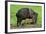 Javelina Mother with Young-null-Framed Photographic Print