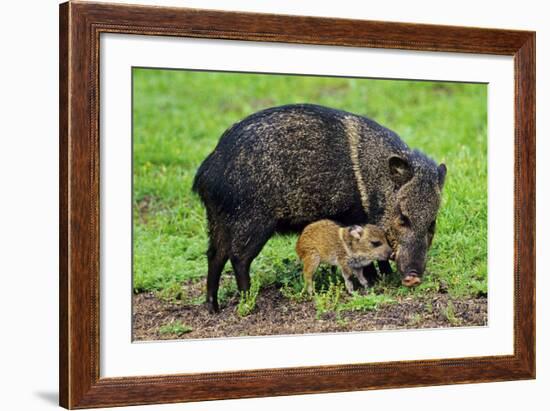 Javelina Mother with Young-null-Framed Photographic Print