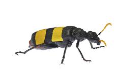 Blister Beetle (Hycleus Scabratus) Profile, Oman-Javier Aznar-Framed Premier Image Canvas