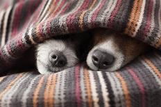 Couple of Dogs in Love Sleeping Together under the Blanket in Bed-Javier Brosch-Photographic Print