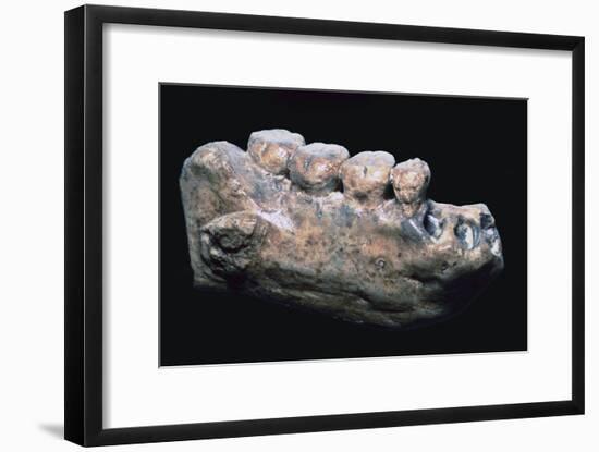 Jaw and teeth of Java Man-Unknown-Framed Giclee Print