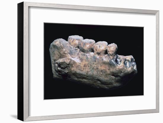 Jaw and teeth of Java Man-Unknown-Framed Giclee Print