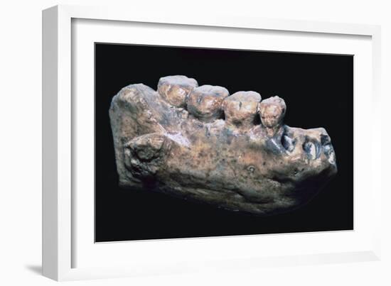 Jaw and teeth of Java Man-Unknown-Framed Giclee Print