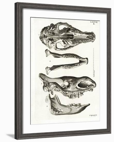 Jaw Bones-null-Framed Giclee Print