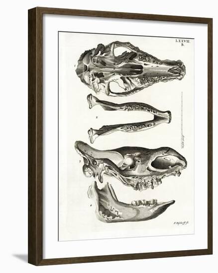 Jaw Bones-null-Framed Giclee Print