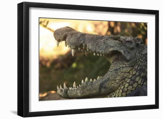 Jaws-Dennis Goodman-Framed Photographic Print