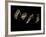 Jaxware-Fabio Panichi-Framed Photographic Print