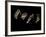 Jaxware-Fabio Panichi-Framed Photographic Print