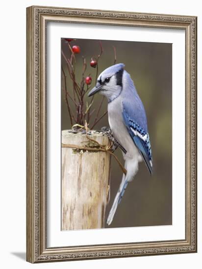 Jay And Berries-Andre Villeneuve-Framed Photographic Print