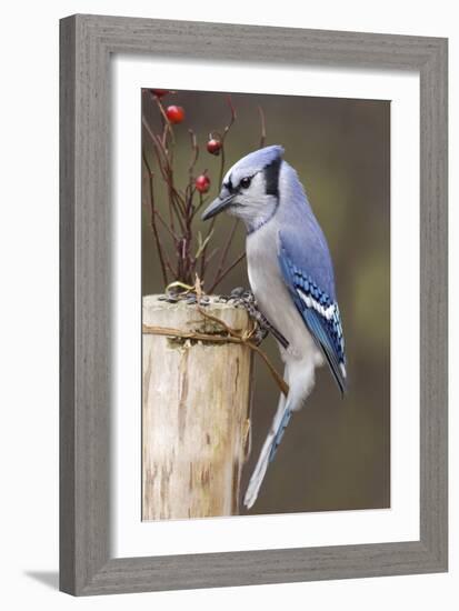 Jay And Berries-Andre Villeneuve-Framed Photographic Print