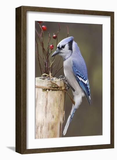 Jay And Berries-Andre Villeneuve-Framed Photographic Print