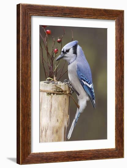 Jay And Berries-Andre Villeneuve-Framed Photographic Print