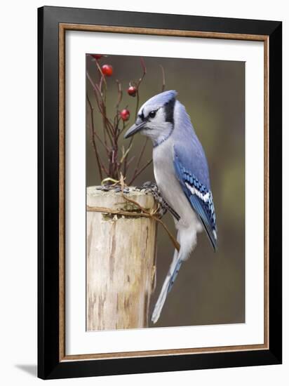 Jay And Berries-Andre Villeneuve-Framed Photographic Print