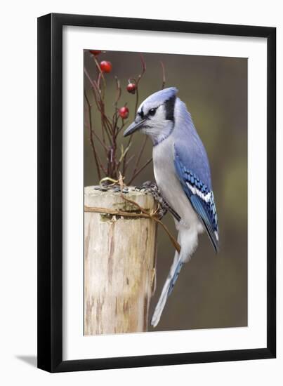 Jay And Berries-Andre Villeneuve-Framed Photographic Print