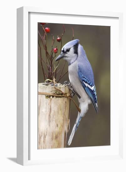 Jay And Berries-Andre Villeneuve-Framed Photographic Print