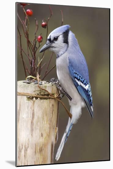 Jay And Berries-Andre Villeneuve-Mounted Photographic Print