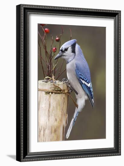 Jay And Berries-Andre Villeneuve-Framed Photographic Print