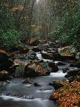 Stream Running Through Forest-Jay Dickman-Photographic Print