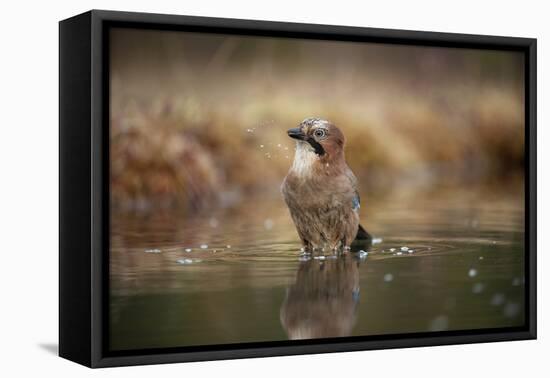 Jay (Garrulus glandarius) bathing, Sweden, Scandinavia, Europe-Janette Hill-Framed Premier Image Canvas