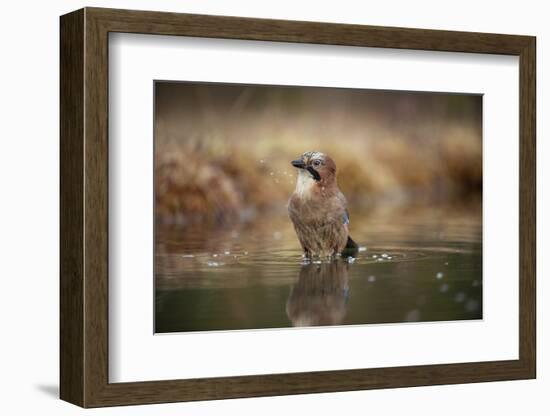 Jay (Garrulus glandarius) bathing, Sweden, Scandinavia, Europe-Janette Hill-Framed Photographic Print