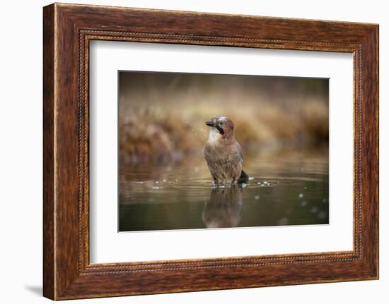 Jay (Garrulus glandarius) bathing, Sweden, Scandinavia, Europe-Janette Hill-Framed Photographic Print