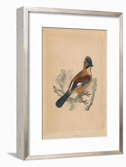 'Jay', (Garrulus glandarius), c1850, (1856)-Unknown-Framed Giclee Print