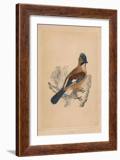 'Jay', (Garrulus glandarius), c1850, (1856)-Unknown-Framed Giclee Print