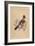 'Jay', (Garrulus glandarius), c1850, (1856)-Unknown-Framed Giclee Print