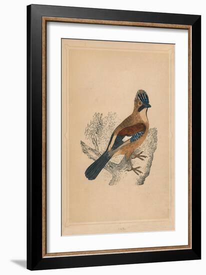 'Jay', (Garrulus glandarius), c1850, (1856)-Unknown-Framed Giclee Print