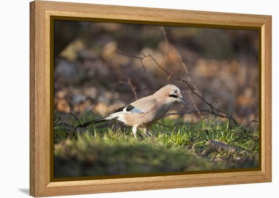 Jay (Garrulus Glandarius). Scotland, UK, February-Mark Hamblin-Framed Premier Image Canvas