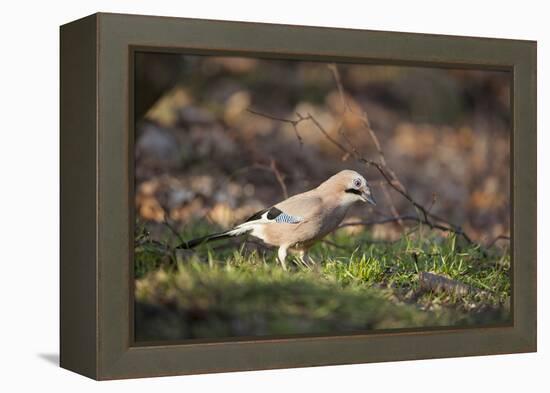 Jay (Garrulus Glandarius). Scotland, UK, February-Mark Hamblin-Framed Premier Image Canvas