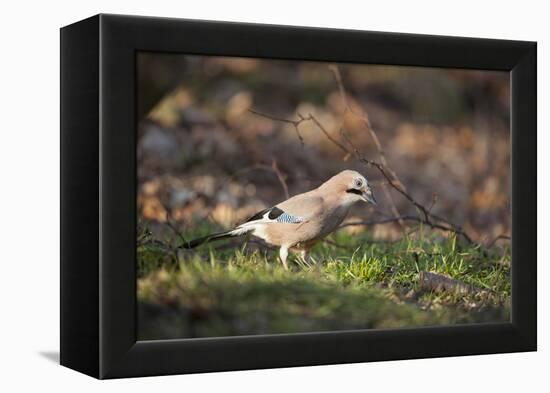 Jay (Garrulus Glandarius). Scotland, UK, February-Mark Hamblin-Framed Premier Image Canvas