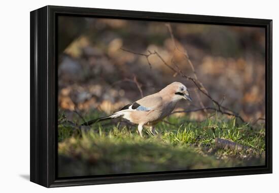 Jay (Garrulus Glandarius). Scotland, UK, February-Mark Hamblin-Framed Premier Image Canvas