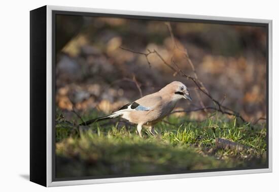 Jay (Garrulus Glandarius). Scotland, UK, February-Mark Hamblin-Framed Premier Image Canvas