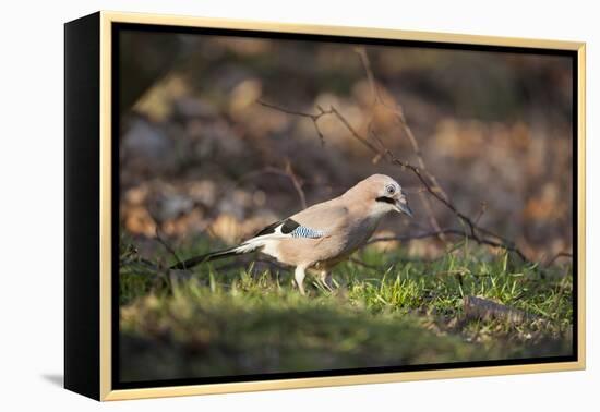 Jay (Garrulus Glandarius). Scotland, UK, February-Mark Hamblin-Framed Premier Image Canvas