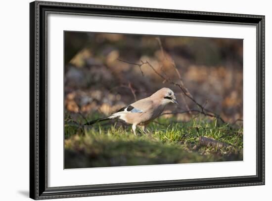 Jay (Garrulus Glandarius). Scotland, UK, February-Mark Hamblin-Framed Photographic Print