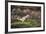 Jay (Garrulus Glandarius). Scotland, UK, February-Mark Hamblin-Framed Photographic Print