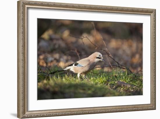 Jay (Garrulus Glandarius). Scotland, UK, February-Mark Hamblin-Framed Photographic Print