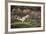 Jay (Garrulus Glandarius). Scotland, UK, February-Mark Hamblin-Framed Photographic Print