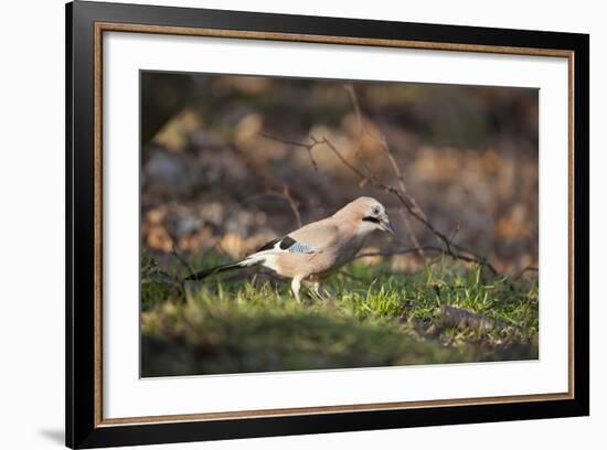 Jay (Garrulus Glandarius). Scotland, UK, February-Mark Hamblin-Framed Photographic Print