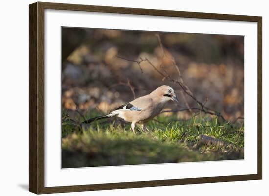 Jay (Garrulus Glandarius). Scotland, UK, February-Mark Hamblin-Framed Photographic Print