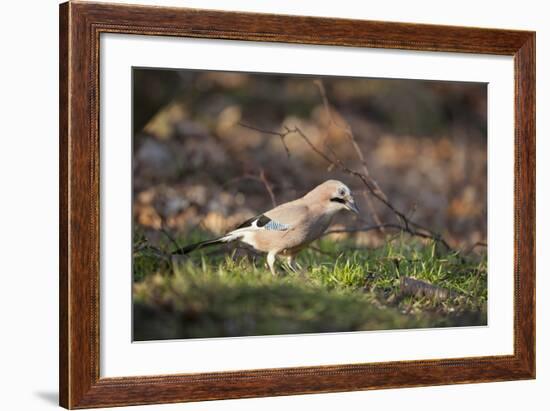 Jay (Garrulus Glandarius). Scotland, UK, February-Mark Hamblin-Framed Photographic Print