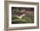 Jay (Garrulus Glandarius). Scotland, UK, February-Mark Hamblin-Framed Photographic Print