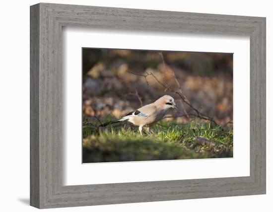 Jay (Garrulus Glandarius). Scotland, UK, February-Mark Hamblin-Framed Photographic Print