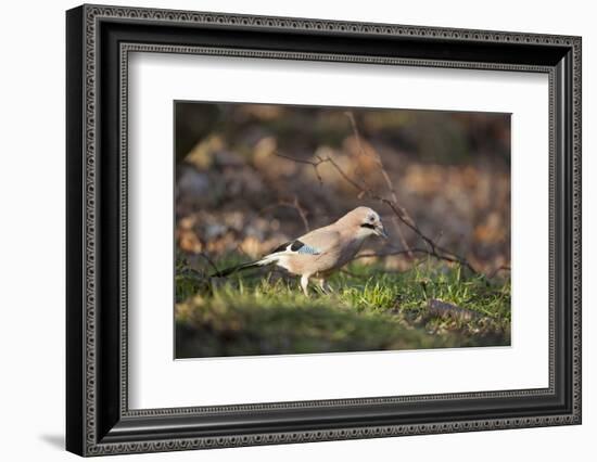 Jay (Garrulus Glandarius). Scotland, UK, February-Mark Hamblin-Framed Photographic Print