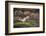 Jay (Garrulus Glandarius). Scotland, UK, February-Mark Hamblin-Framed Photographic Print