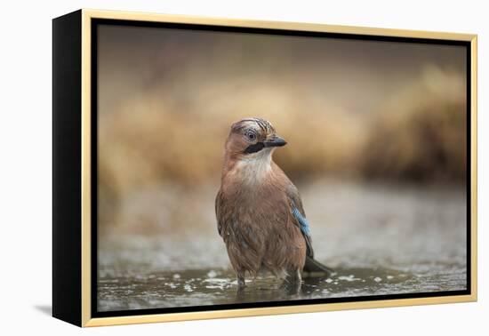 Jay (Garrulus glandarius), Sweden, Scandinavia, Europe-Janette Hill-Framed Premier Image Canvas