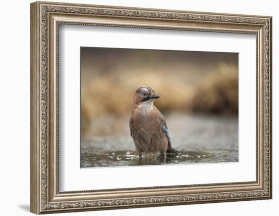 Jay (Garrulus glandarius), Sweden, Scandinavia, Europe-Janette Hill-Framed Photographic Print