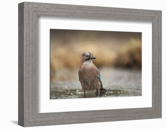 Jay (Garrulus glandarius), Sweden, Scandinavia, Europe-Janette Hill-Framed Photographic Print