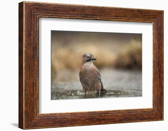 Jay (Garrulus glandarius), Sweden, Scandinavia, Europe-Janette Hill-Framed Photographic Print